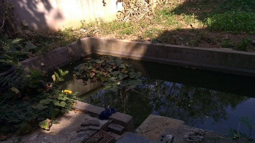 Backyard pond