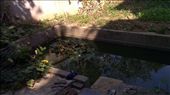 Backyard pond: by emacinat, Views[217]
