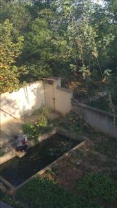 Backyard Pond: by emacinat, Views[239]