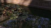 Backyard Pond: by emacinat, Views[271]