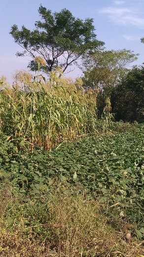 Corn stalks in the garden