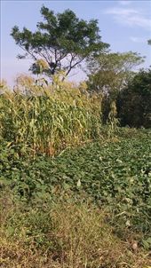 Corn stalks in the garden: by emacinat, Views[248]