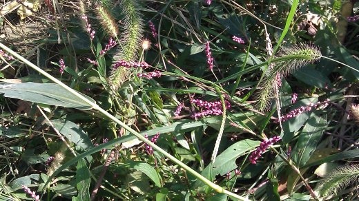 Little purple flowers in the back garden