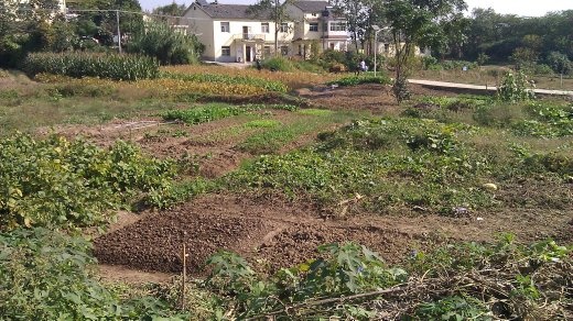 Garden in the little village
