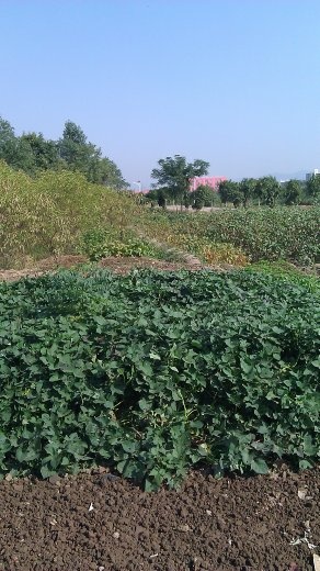 Garden in the little village
