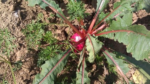 Radishes in the garden