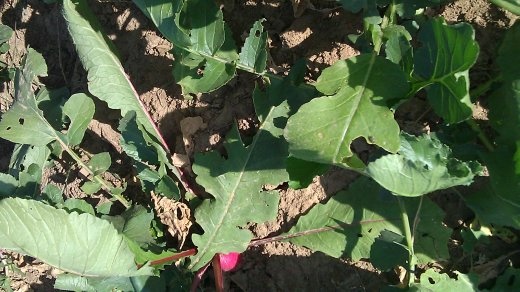 Radishes in the garden