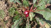 Radishes in the garden: by emacinat, Views[251]