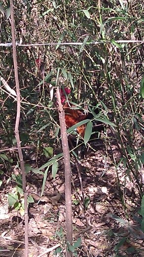 The rooster is in there somewhere