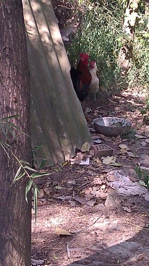 Rooster and chicken