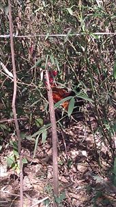 The rooster is in there somewhere: by emacinat, Views[248]