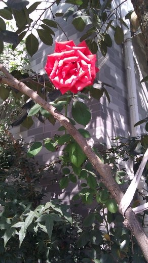A rose on the tree by the house