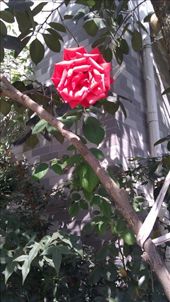A rose on the tree by the house: by emacinat, Views[236]