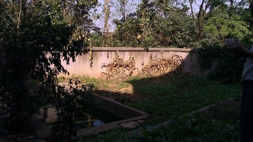 Back yard at the house in Tangshan