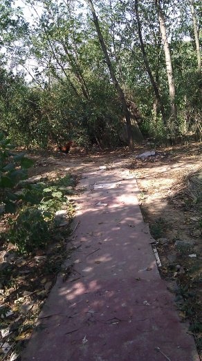 The path in the garden