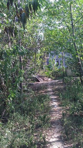 The path in the garden