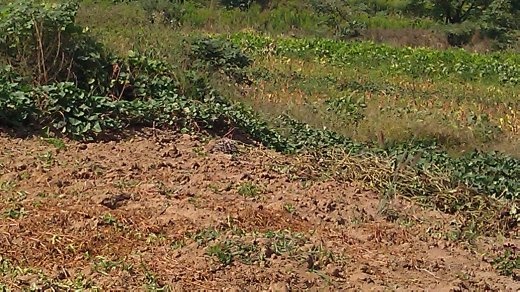 The vegetable garden