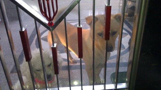 Two of the three dogs that live with the family