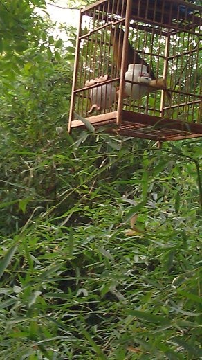 There were songbirds in cages on one side of the lake.  Their songs were beautiful.