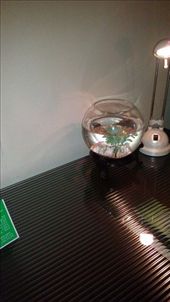 by emacinat, Views[239]