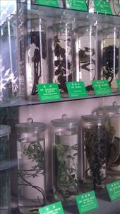 Herbs: by emacinat, Views[414]