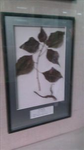 by emacinat, Views[332]