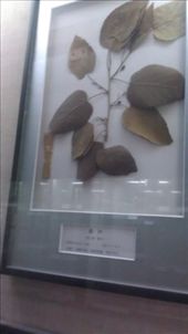 by emacinat, Views[462]