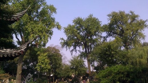 Lingering Garden - Tall Teak Trees