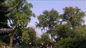 Lingering Garden - Tall Teak Trees: by emacinat, Views[269]