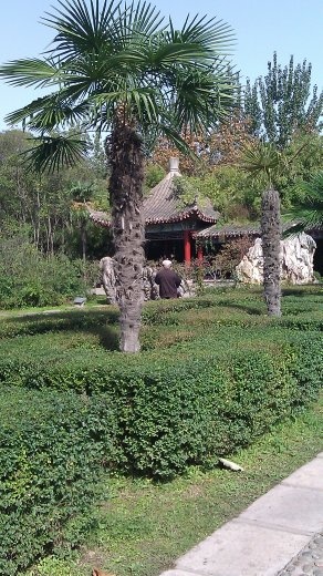 Palm Trees at People's Park