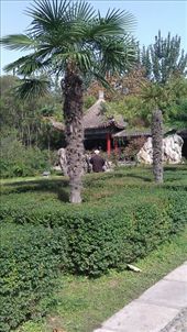 Palm Trees at People's Park: by emacinat, Views[398]