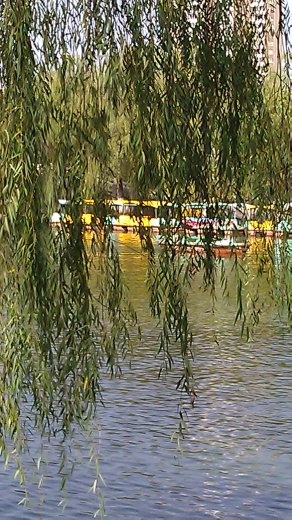 Weeping willow at People's Park