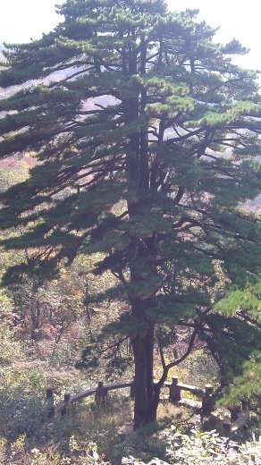 A tree representing the 56 peoples of China, one for each branch.