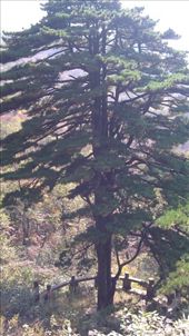 A tree representing the 56 peoples of China, one for each branch.: by emacinat, Views[304]