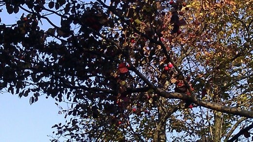 Red, inedible, berries that grow on trees along the path.
