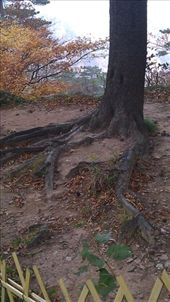 Dragon Claw tree: by emacinat, Views[329]