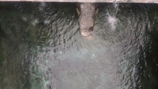 Jade Pool at Huaqing Hot Springs