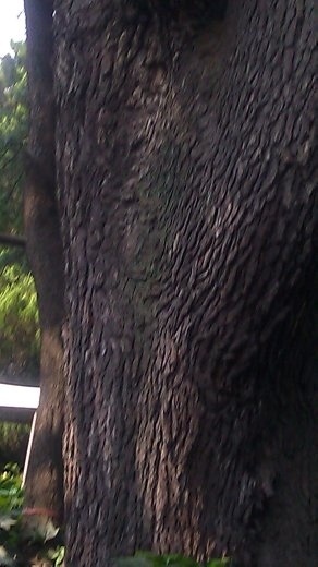 A old tree - prized now in China