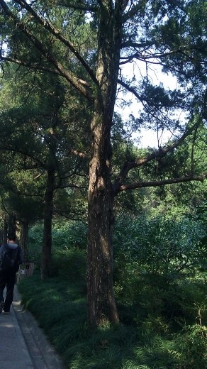 Pine Tree, Ming Tombs