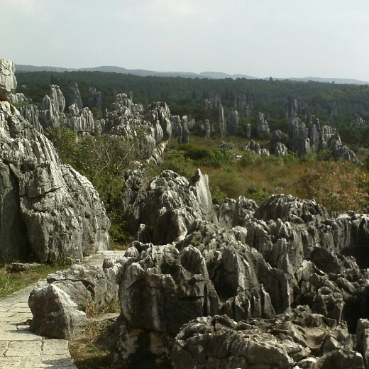 Stone Forest