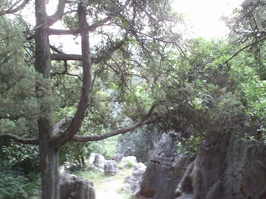 Stone Forest