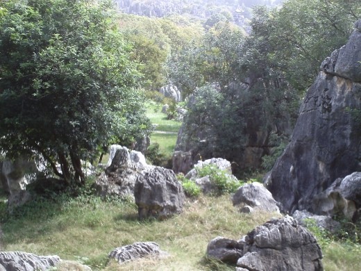 Stone Forest