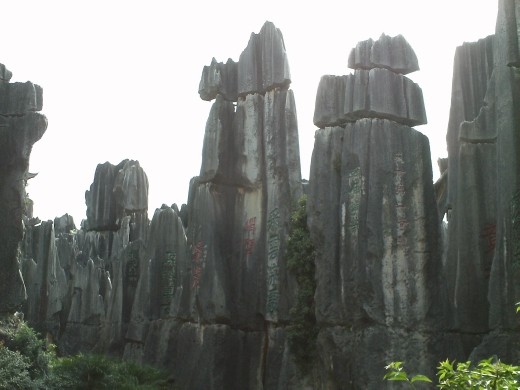 Stone Forest