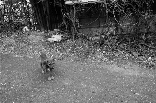 Little puppy, Occho Rios