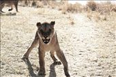 Angry Lion, Zambia: by emilyclark, Views[495]