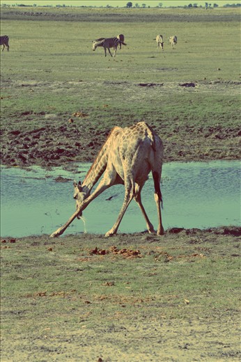Giraffe Drinking, Chobe River