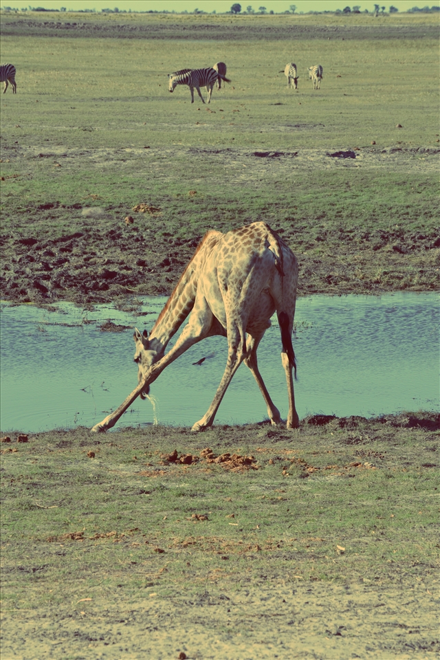 Giraffe Drinking, Chobe River