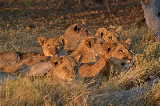 Lion Pride, Moremi, Botswana