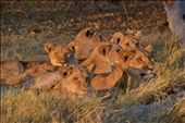 Lion Pride, Moremi, Botswana: by emilyclark, Views[532]