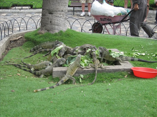 Iguana's at a park we visited 